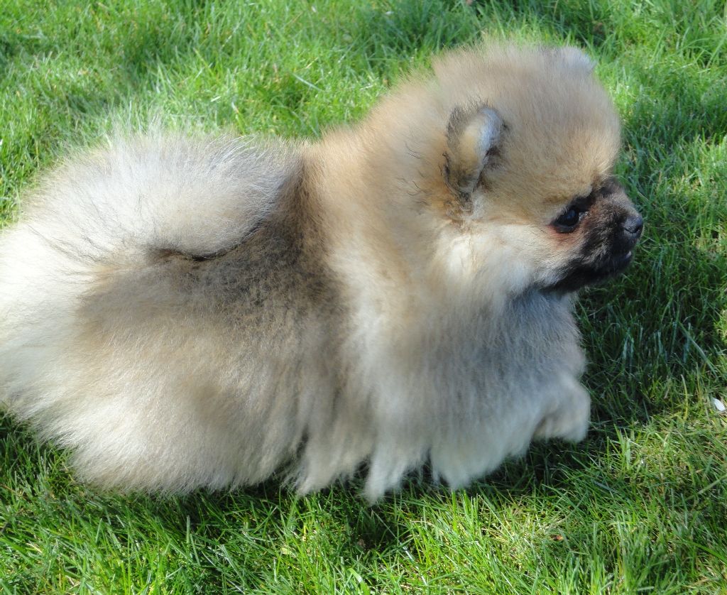 Chiot Spitz allemand Des Petits Ecureuils